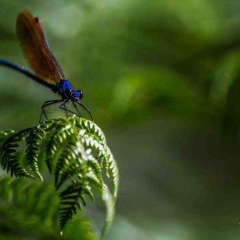 Fotografia intitulada "libellule-demoisell…" por Thierry Magliulo (Th.Mag), Obras de arte originais