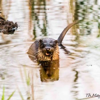 Photographie intitulée "Mon amie la-loutre !" par Thierry Magliulo (Th.Mag), Œuvre d'art originale