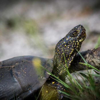 Photography titled "Tortue cistude d'Eu…" by Thierry Magliulo (Th.Mag), Original Artwork