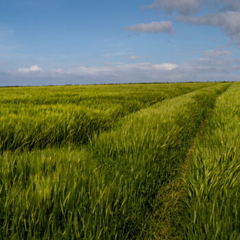 Photography titled "Carantec, terres ag…" by Thierry Martin, Original Artwork, Digital Photography