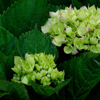 Fotografía titulada "Hortensia 5." por Thierry Martin, Obra de arte original, Fotografía digital