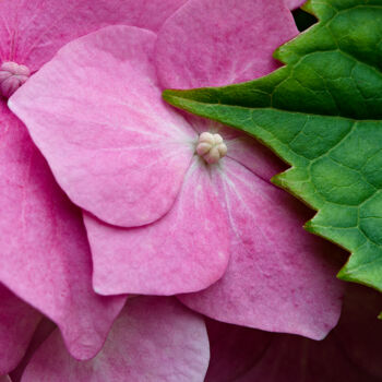 "Hortensia 6." başlıklı Fotoğraf Thierry Martin tarafından, Orijinal sanat, Dijital Fotoğrafçılık