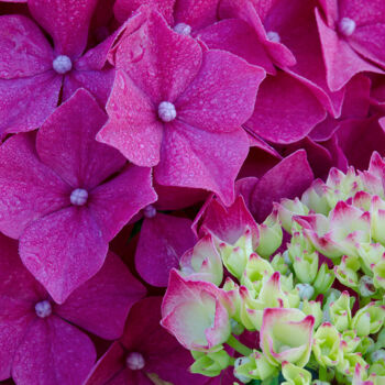 Photography titled "Hortensia 20." by Thierry Martin, Original Artwork, Digital Photography