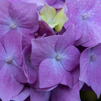 "Hortensia 21" başlıklı Fotoğraf Thierry Martin tarafından, Orijinal sanat, Dijital Fotoğrafçılık