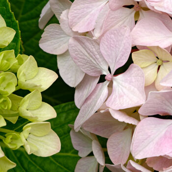 Photography titled "Hortensia 28." by Thierry Martin, Original Artwork, Digital Photography
