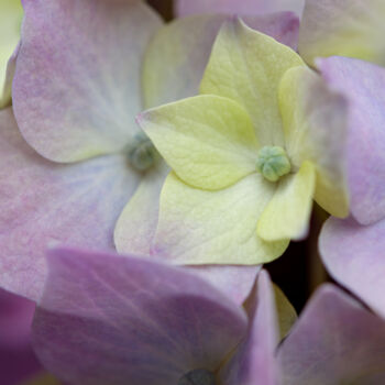 Photography titled "Hortensia 70." by Thierry Martin, Original Artwork, Digital Photography