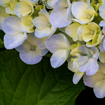 Photography titled "Hortensia 75." by Thierry Martin, Original Artwork, Digital Photography