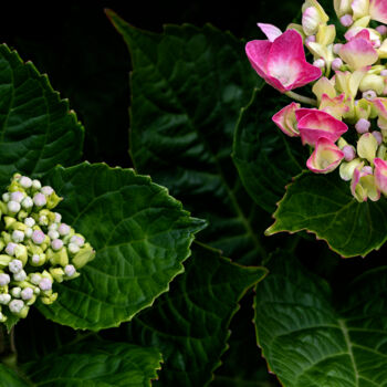 Photography titled "Hortensia 91." by Thierry Martin, Original Artwork, Digital Photography