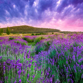 Photographie intitulée "Lavender fields in…" par Thomas Jones, Œuvre d'art originale, Photographie numérique