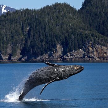 摄影 标题为“Humpback whale jump…” 由Thomas Jones, 原创艺术品, 数码摄影