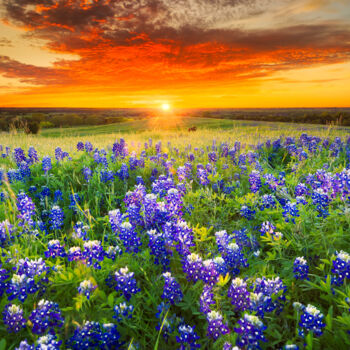 Photography titled "Texas fields with b…" by Thomas Jones, Original Artwork, Digital Photography