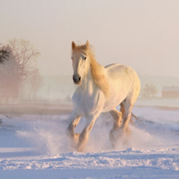 Photographie intitulée "White horse running…" par Thomas Jones, Œuvre d'art originale, Photographie numérique