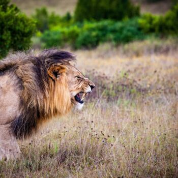 Photographie intitulée "African lion roarin…" par Thomas Jones, Œuvre d'art originale, Photographie numérique