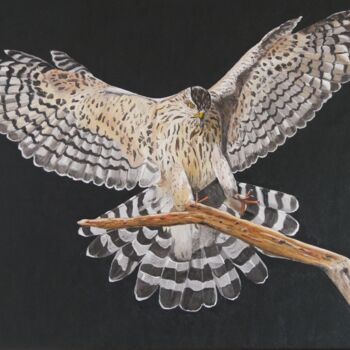 Картина под названием "Hawk" - Thomas Svoboda, Подлинное произведение искусства, Масло