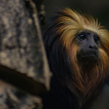 Fotografia zatytułowany „Affe” autorstwa Thorsten Müller, Oryginalna praca, Fotografia cyfrowa