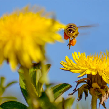 Φωτογραφία με τίτλο "Bee" από Thorsten Müller, Αυθεντικά έργα τέχνης