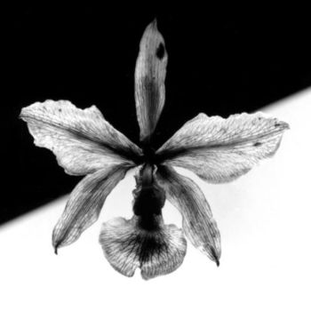 Фотография под названием "orchidea" - Tiberio França Photographer, Подлинное произведение искусства