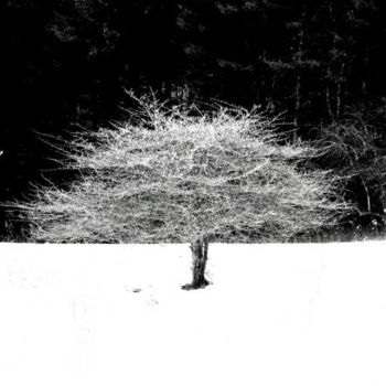 Fotografie mit dem Titel "b-n-w fruit tree" von Tony Taylor, Original-Kunstwerk