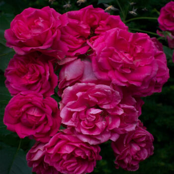 Photographie intitulée "Pink Roses" par Tim Purpus, Œuvre d'art originale, Photographie numérique