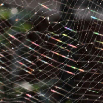 Photography titled "Spiders Web" by Tina Lane, Original Artwork