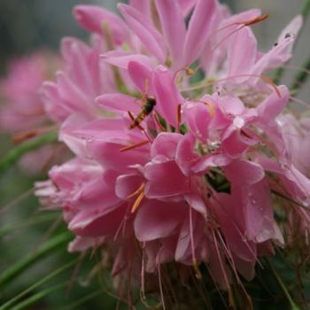 Fotografia intitolato "pink flower" da Tina Shmidt, Opera d'arte originale