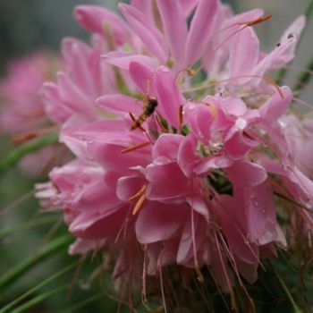 Photography titled "pink flower" by Tina Shmidt, Original Artwork