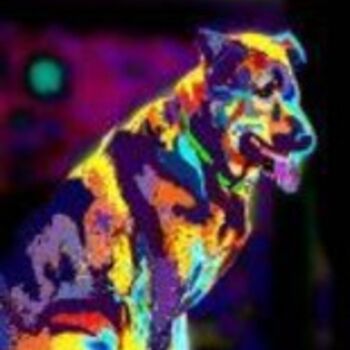 Digitale Kunst mit dem Titel "My Dog Pooty" von Tammy Sheppard, Original-Kunstwerk
