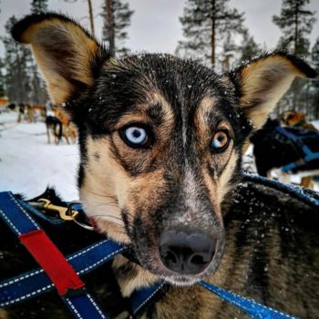 Fotografia zatytułowany „Odometer eyes” autorstwa Tom Looker, Oryginalna praca, Fotografia cyfrowa