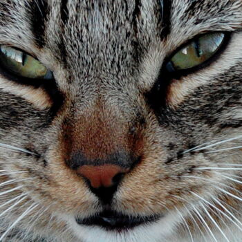 Fotografia intitolato "Mirada felina" da Tomás Castaño, Opera d'arte originale