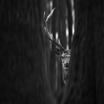 Fotografía titulada "I see you" por Tomáš Tisoň, Obra de arte original, Fotografía digital