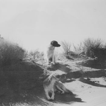 Photography titled "Desert Dogs" by Thomas Dans, Original Artwork, Analog photography