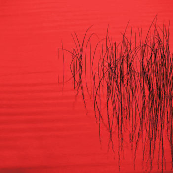 Photography titled "Red Reeds" by Tom Reynen, Original Artwork