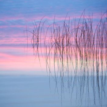 Photography titled "Sunset Reeds" by Tom Reynen, Original Artwork