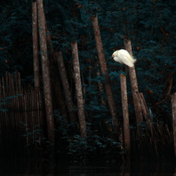 Fotografie getiteld "Garça Solitária" door Toninho Castro, Origineel Kunstwerk