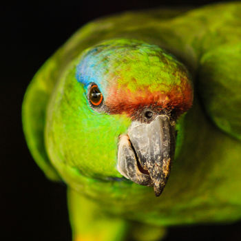 Fotografia intitulada "Papagaio da Amazônia" por Toninho Castro, Obras de arte originais, Fotografia digital