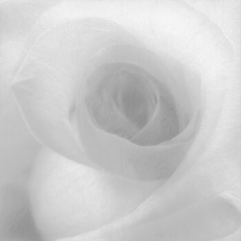 제목이 "Rose White On White"인 디지털 아트 Tony Rubino로, 원작, 디지털 페인팅 나무 들것 프레임에 장착됨