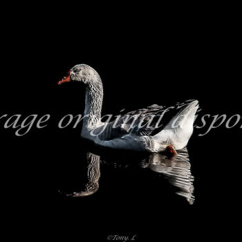 Photography titled "La nage de l'oie" by Tony L, Original Artwork