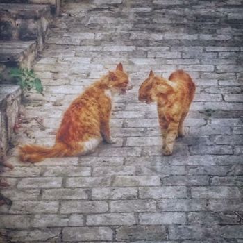 Fotografia intitolato "Street Cats" da Manos Kastanakis, Opera d'arte originale