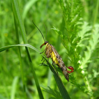 Photography titled "Mouche scorpion" by Joël Tribhout, Original Artwork