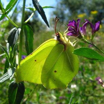 Photography titled "Lépidoptère" by Joël Tribhout, Original Artwork