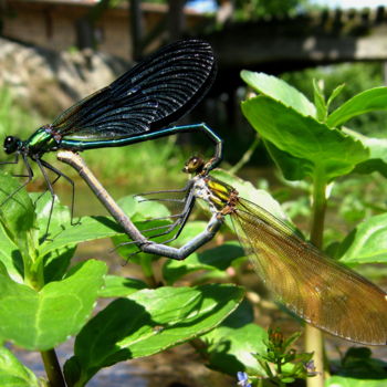 Photography titled "calopteryx-vierge-a…" by Joël Tribhout, Original Artwork