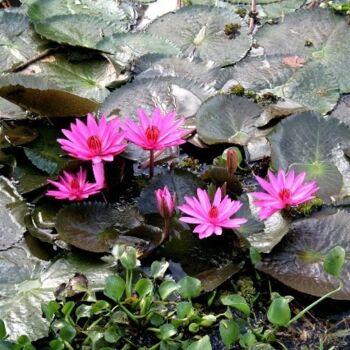 Fotografia intitulada "fiori di loto" por Gian Piero Trucco, Obras de arte originais
