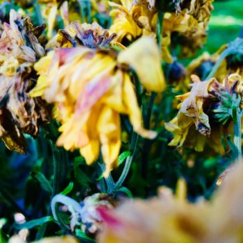Photographie intitulée "jolies fleurs fanées" par Maëlle Turcot, Œuvre d'art originale, Photographie numérique