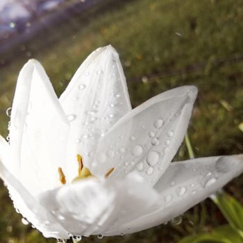 Photographie intitulée "white flower" par Maëlle Turcot, Œuvre d'art originale, Photographie numérique