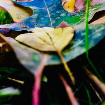 Fotografie mit dem Titel "leafs" von Maëlle Turcot, Original-Kunstwerk, Digitale Fotografie
