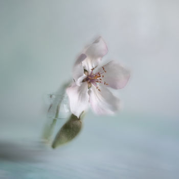 Digital Arts titled "Quince Flower Blur…" by Vladimir Tuzlay, Original Artwork, Photo Montage
