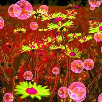 Digitale Kunst getiteld "bubulflowers" door Ty80, Origineel Kunstwerk, Foto Montage
