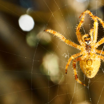 Photography titled "Spider in my garden" by Ulli Heupel, Original Artwork