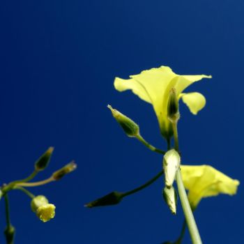 Fotografie mit dem Titel "Floral Pics XLIX" von Ulli Heupel, Original-Kunstwerk