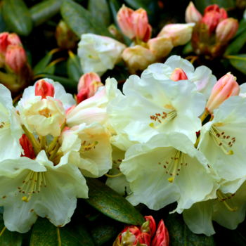 Fotografia intitulada "Rhododendron China" por Ulrike Kröll, Obras de arte originais, Fotografia Manipulada